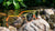 Brook Trout Fast Lanes Sport Sunglasses, Flyover