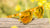 Hive Mind Paso Robles Sunglasses, Flyover