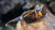 Tigers Eye High Stakes Sunglasses, Flyover